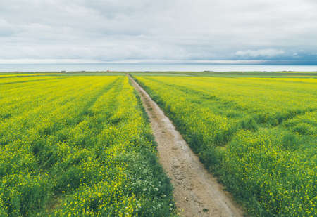 Aerial drone view of cole flower filed in Chinaの写真素材