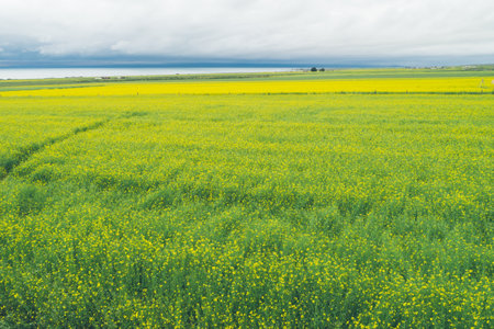 Aerial drone view of cole flower filed in Chinaの写真素材