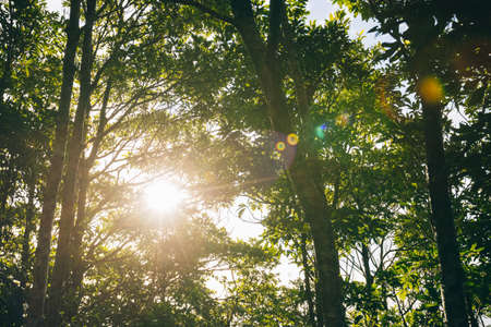 Sunlight rays through the trees,lens flareの写真素材