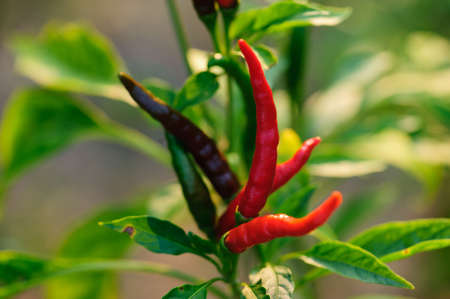 Growing  pepper Organic farming in mountainsの写真素材