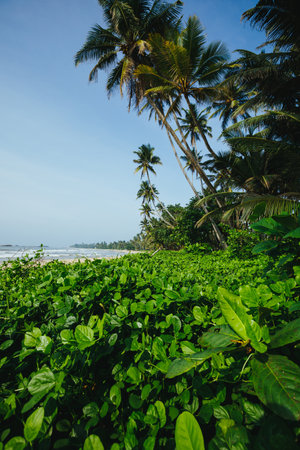 Coconut trees at seaside the morning,Sri lankaの写真素材