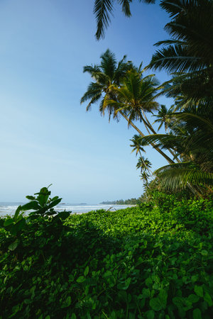 Coconut trees at seaside the morning,Sri lankaの写真素材