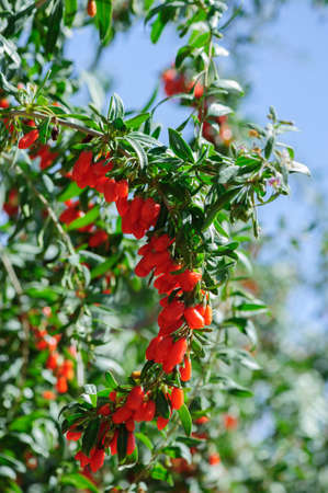 Goji berry fruits and plants in sunshine gardenの写真素材