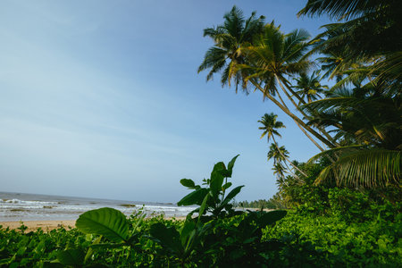 Coconut trees at seaside the morning,Sri lankaの写真素材