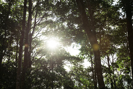 Sunlight rays through the trees,lens flareの写真素材