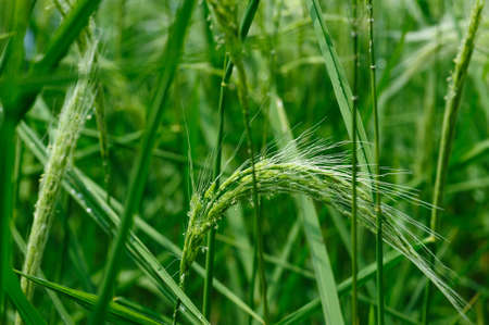 Flowering rice plant growing in the fieldの写真素材