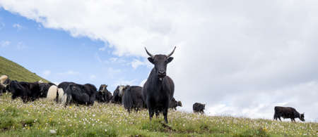 Tibetan yaks on mountain top grasslandの写真素材