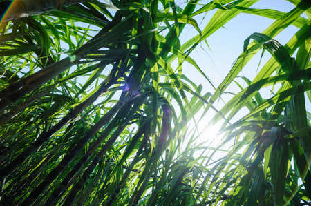 Sugarcane plants growing at fieldの写真素材