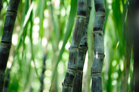 Sugarcane field with plants growingの写真素材