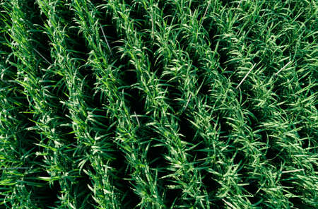 Aerial view of sugarcane plants growing at fieldの写真素材