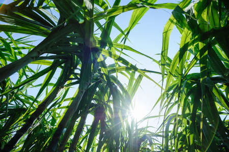 Sugarcane plants growing at fieldの写真素材