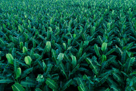 Aerial view of banana trees growing at fieldの写真素材