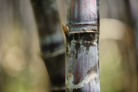 Sugarcane field with plants growingの写真素材