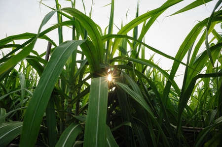 Sugarcane plants growing under skyの写真素材