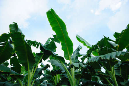 Green banana trees growing at fieldの写真素材