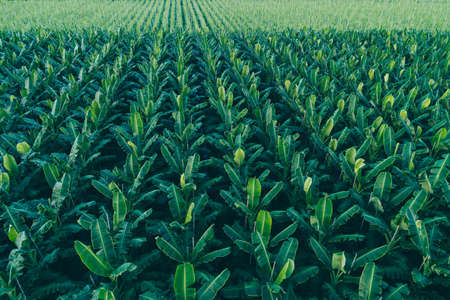 Aerial view of sugarcane plants growing at fieldの写真素材