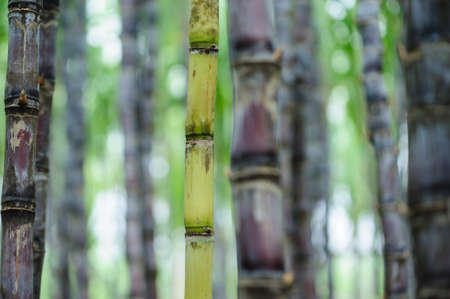 Sugarcane field with plants growingの写真素材