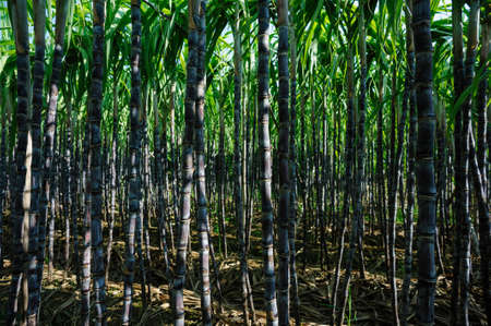 Sugarcane plants growing at fieldの写真素材