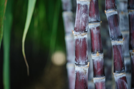 Sugarcane field with plants growing