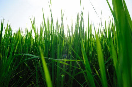 Green rice field under sunrise skyの写真素材