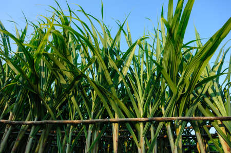 Sugarcane plants growing at fieldの写真素材