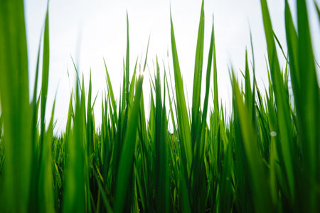 Green rice field under sunrise skyの写真素材