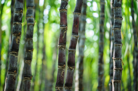 Sugarcane field with plants growing