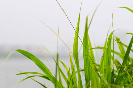 Grassの写真素材