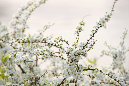 Cherry blossoms