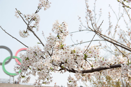 Cherry blossomsのeditorial素材