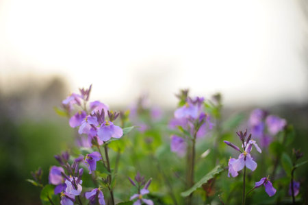 Purple Brassicaceae flowers