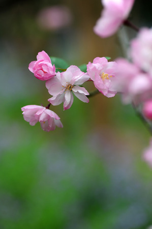 Begoniaの写真素材