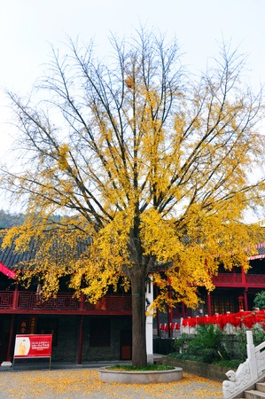 Maple Leaf Qixiashanのeditorial素材