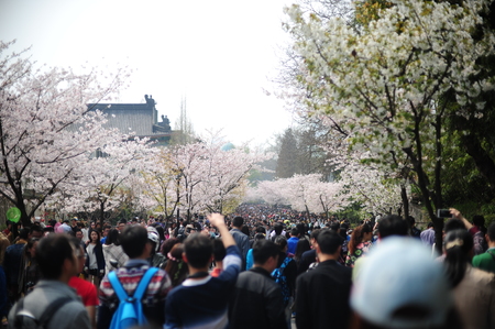 Cherry blossomsのeditorial素材
