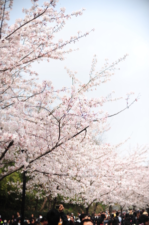 Cherry blossomsのeditorial素材