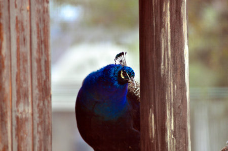 close up of peacockの写真素材