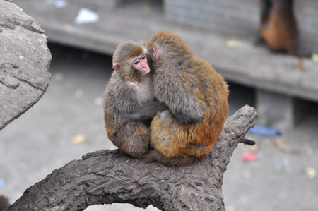 close up of monkeys