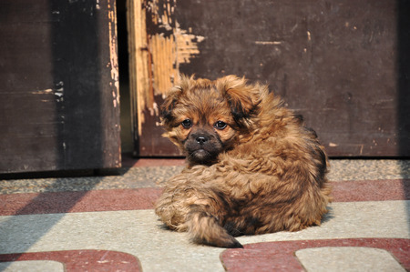 Cute puppyの写真素材