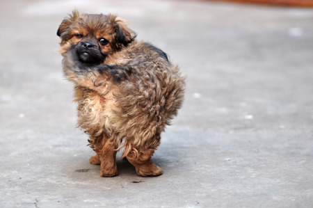 Cute puppyの写真素材