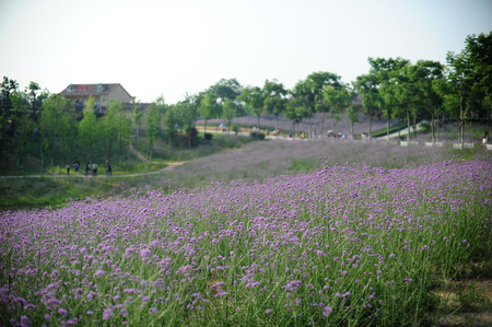 Lavender Parkの写真素材
