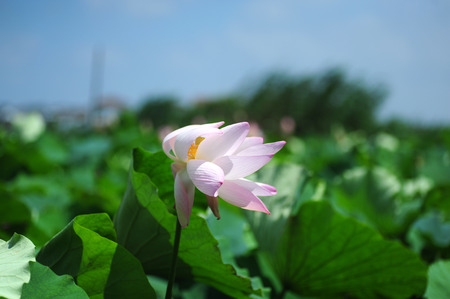 Lotusの写真素材