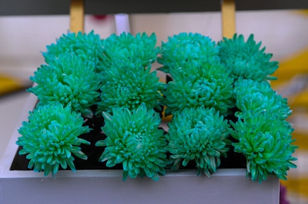 Beautiful Chrysanthemumの写真素材