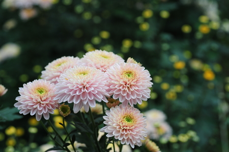 Beautiful Chrysanthemumの写真素材