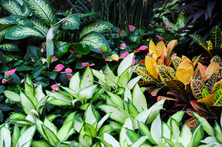 Plants in the botanical gardenの写真素材