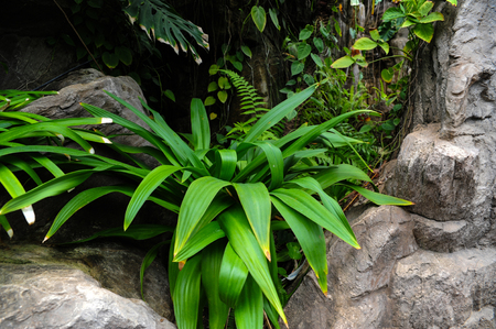 Plants in the botanical gardenの写真素材