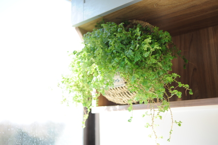 A basin of orchids in the roomの写真素材