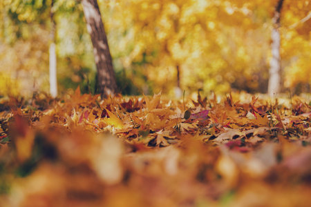 Autumn leaves close up view