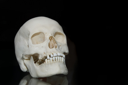 Close up photo of a human skullの写真素材