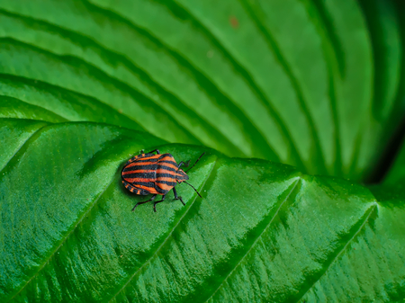 Beetle with black and red stripes on green leaf.