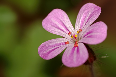 Wild blossom close-up.の写真素材